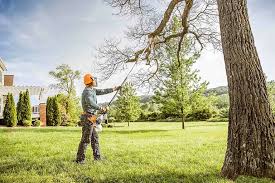 Tree and Shrub Care in Menlo Park, CA